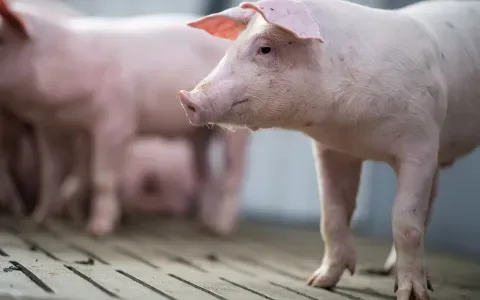 Ferkelaufnahme
