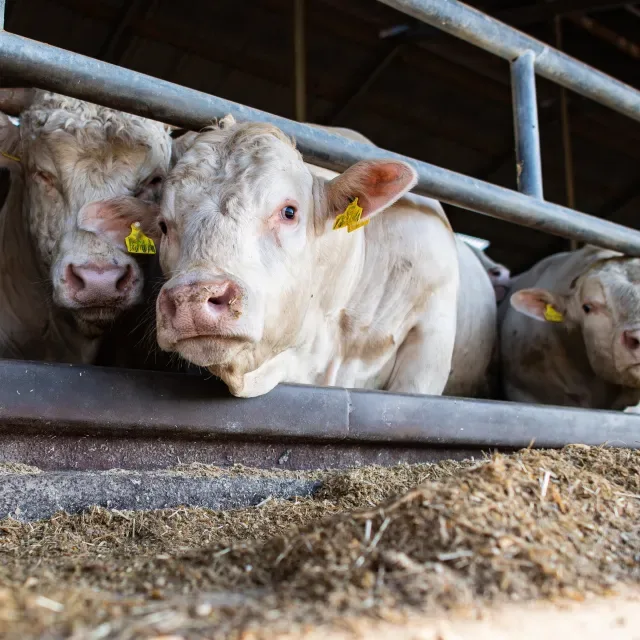 Cattle