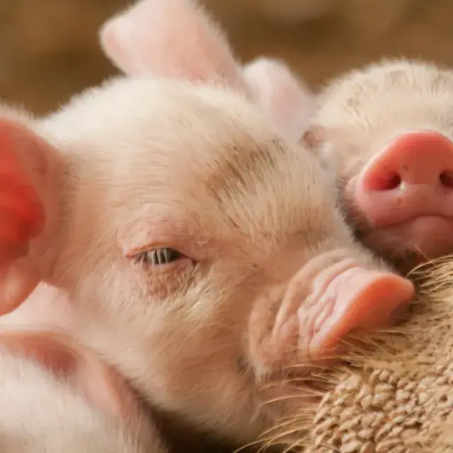 Piglets