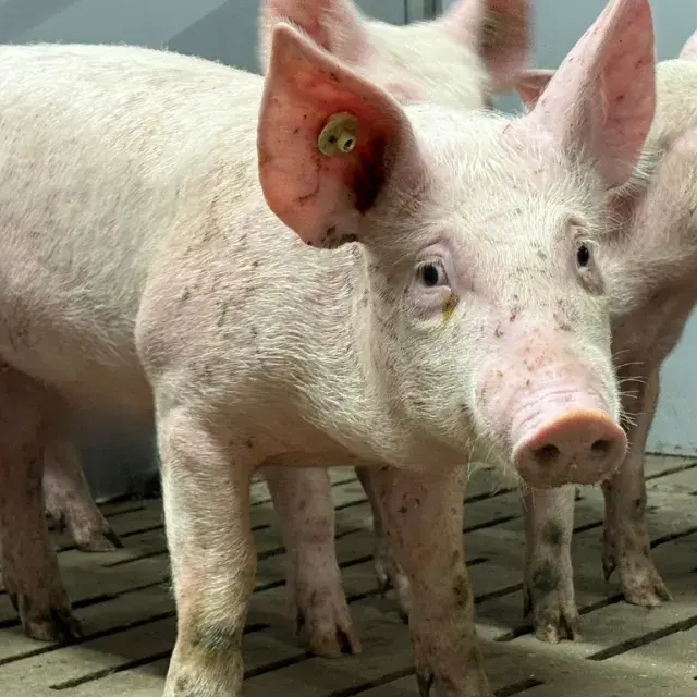 Suckling Pig