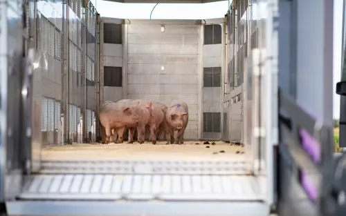 2019-09-04-venneker-schweine-verladung-053.jpg